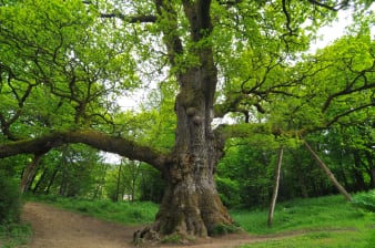 Birnam Oak © Cameron Cormack