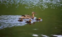 A mother duck on a river with four ducklings © VisitScotland / Paul Tomkins, all rights reserved