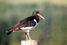Oystercatcher © Mike Bell
