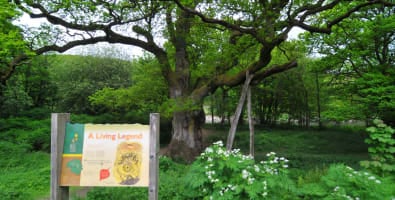 Helping to save the Birnam Oak