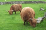 Highland cows at Rannoch