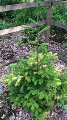 Threatened conifer sapling in DHH grounds