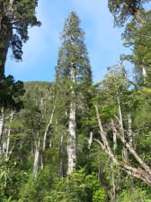 Fundo Lenca is a remarkable Fitzroya forest © Martin Gardner