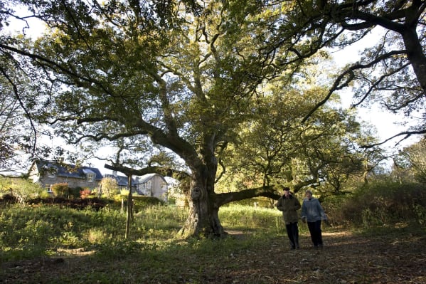 The Birnam Oak-2 © Perthshire Picture Agency