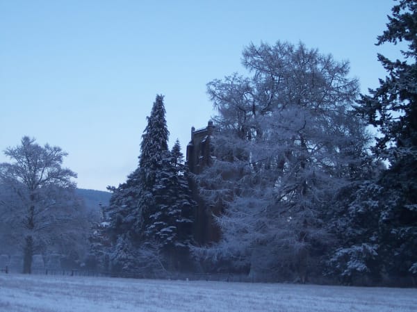Dunkeld House Tree Trail in winter
