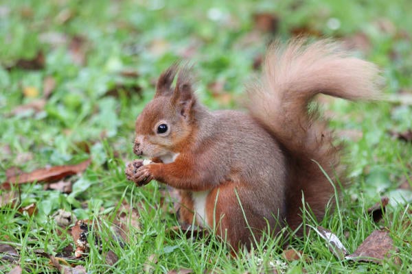 Red squirrel in Cluny House Gardens