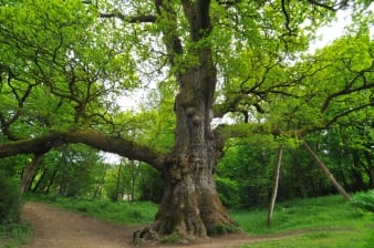 Birnam Oak © Cameron Cormack