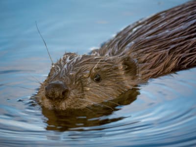 Bamff Estate - beaver © Dave Maric