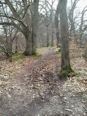 Oak Walk in early spring