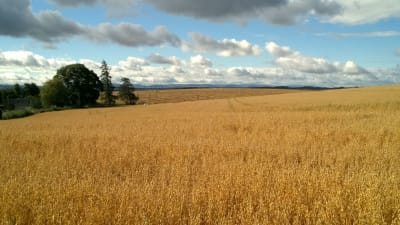Rural landscape - Stanley to Luncarty active travel route