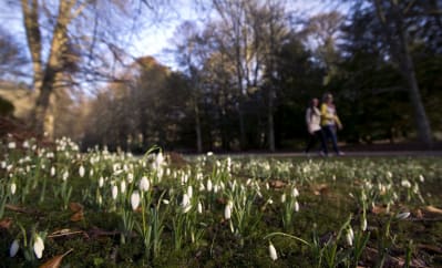 Scone Palace Snowdrops ©Perthshire Picture Agency