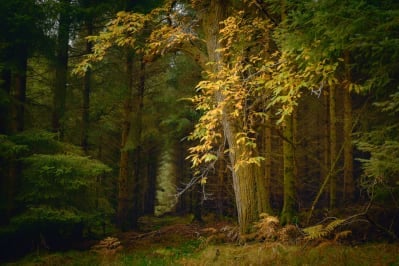 Torlum Woods © VisitScotland / Crieff Succeeds / Damian Shields