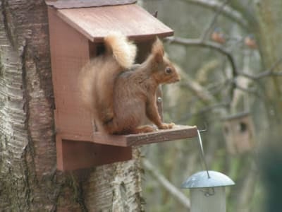 Red squirrel at Loch of the Lowes