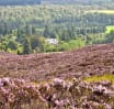 Heather in flower at Pitcarmick
