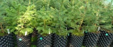 Young Serbian Spruce trees at RBGE Nursery