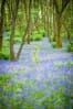 Bluebell Wood at Blairgowrie © Photos by Zoe