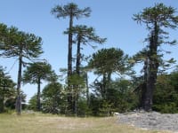 The newly planted monkey puzzles were grown from seed collected in native forests like this one in Chile